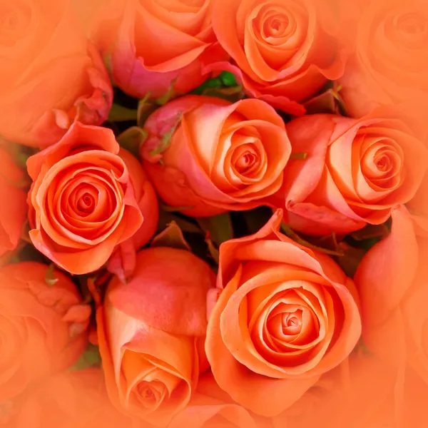 Rose Arancioni Morbide Ariose Vista Dall Alto Primo Piano Immagine — Foto Stock