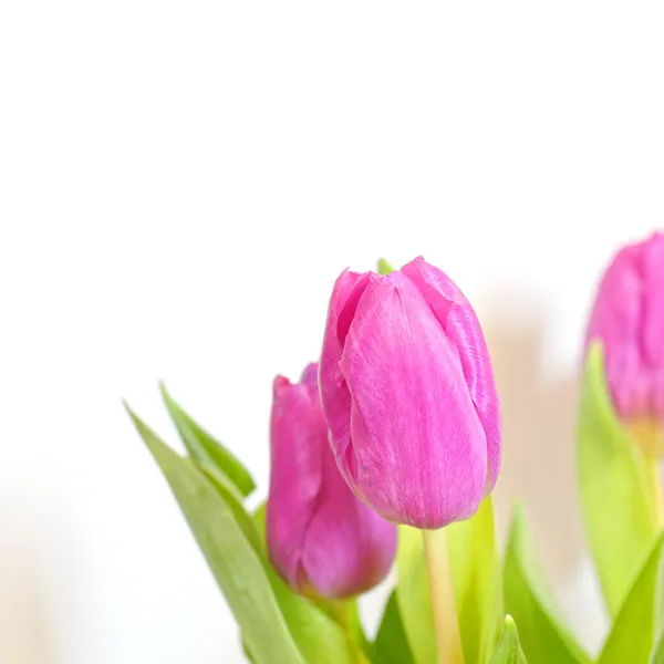 Vibrante Violeta Coloridas Flores Tulipa Fundo Branco Liso Estúdio Tiro — Fotografia de Stock