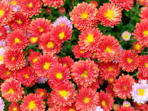 Orange Chrysanthemen Strauß Draufsicht Nahaufnahme Natürlicher Hintergrund — Stockfoto