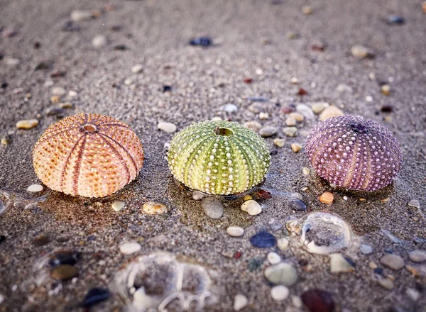 湿った砂のビーチでの海水と色鮮やかなウニの多様性 — ストック写真