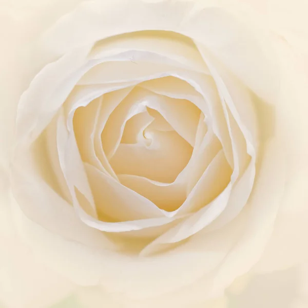 Pale White Rose Flower Close Soft Airy Romantic Background — Stock Photo, Image