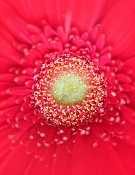 Rouge Vif Jaune Gerber Marguerite Gros Plan Vue Sur Dessus — Photo