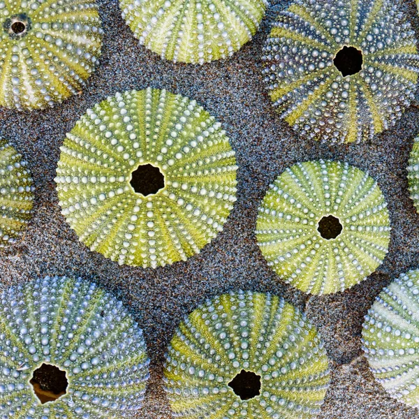 Collection Green Sea Urchin Shells Wet Sand Background Top View — Stockfoto