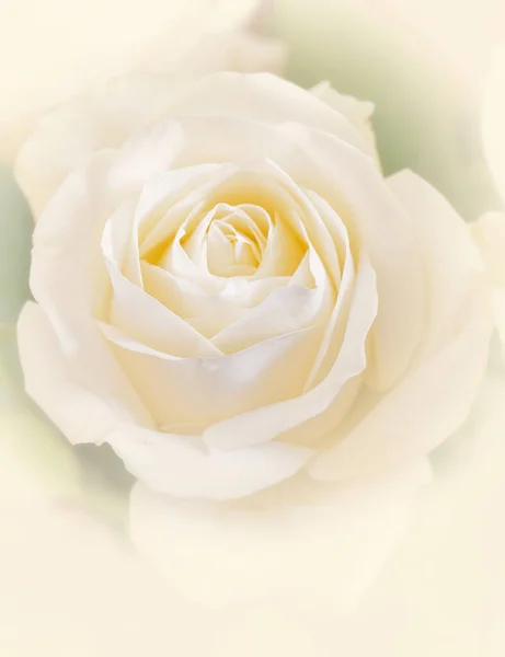 淡白的白玫瑰花朵近视 柔和而飘逸的浪漫背景 — 图库照片