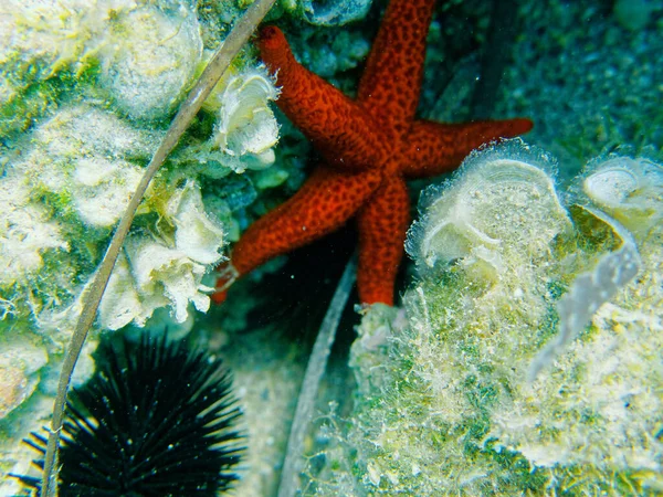 Rode Zee Ster Zee Egel Close Het Rif Onderwater Scene — Stockfoto