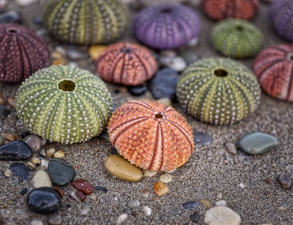 Renkli Deniz Kestaneleri Islak Kum Plajı Üzerinde Çeşitli — Stok fotoğraf