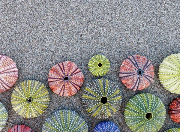 湿った砂のビーチにカラフルなウニの殻のコレクション テキストのためのスペース — ストック写真