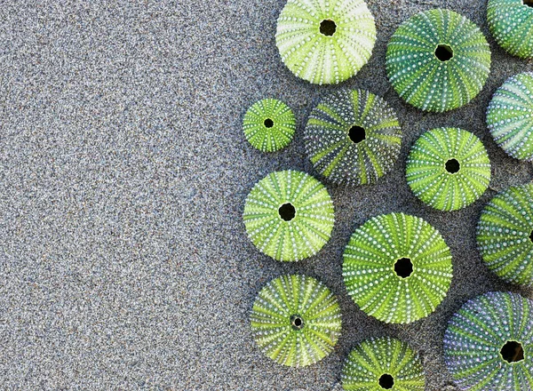 湿った砂の背景に緑のウニの殻のコレクションテキストのためのスペース — ストック写真