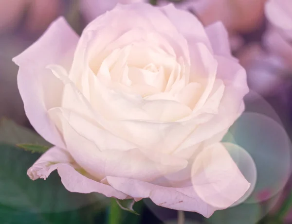 Bolle Filtrate Fiore Rosa Vicino Morbido Arioso Sfondo Romantico — Foto Stock