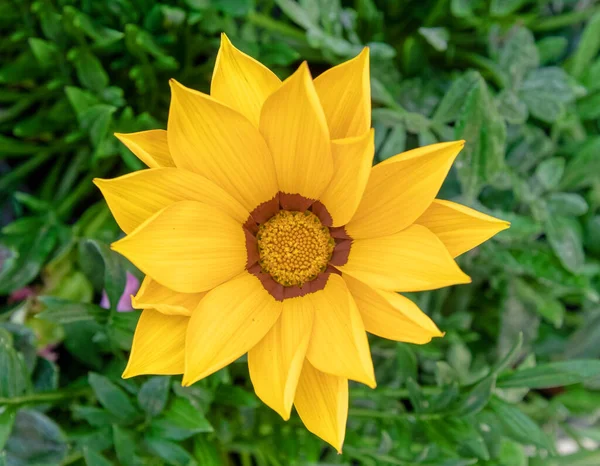 Levande Gul Gazania Blomma Ovanifrån Visa Närbild — Stockfoto