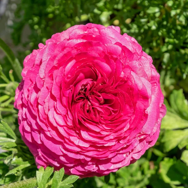 Fiolett Farget Smørblomst Topputsikt Nært Grønn Hagebakgrunn – stockfoto