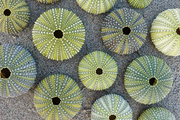 Collection Green Sea Urchin Shells Wet Sand Background Top View — Stock Photo, Image