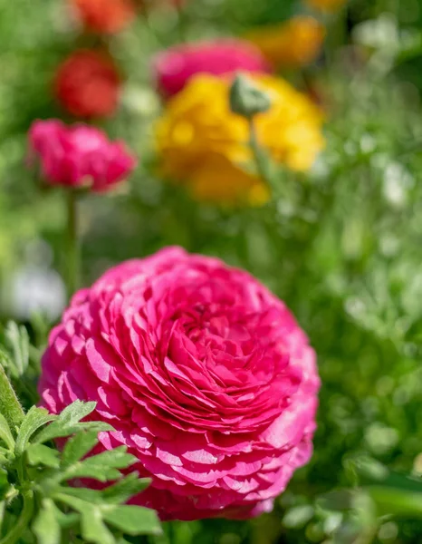 Πολύχρωμα Λουλούδια Βουτυρόκουπα Στον Κήπο Ισχυρή Bokeh — Φωτογραφία Αρχείου