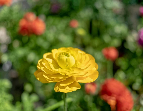 Vibrante Fiore Ranuncolo Giallo Vicino Giardino Forte Bokeh — Foto Stock