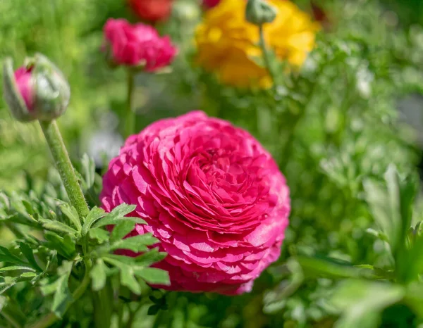 Flores Coloridas Buttercup Jardim Bokeh Forte — Fotografia de Stock