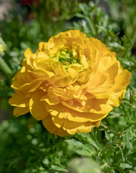Fleur Buttercup Jaune Vif Près Dans Jardin — Photo