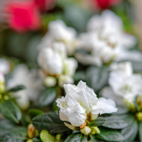 Vita Och Röda Azalea Blommor Stark Bokeh — Stockfoto