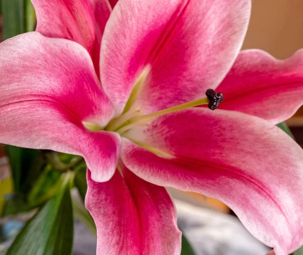 Dark Pink Lilium Flower Close Strong Bokeh — Stock Photo, Image
