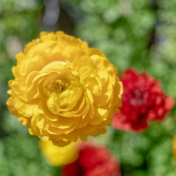 Colorful Yellow Red Buttercup Flowers Close Garden Blurred Background — 图库照片