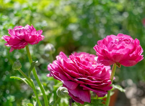 Violet Colored Buttercup Flowers Close Garden Blurred Background — 图库照片