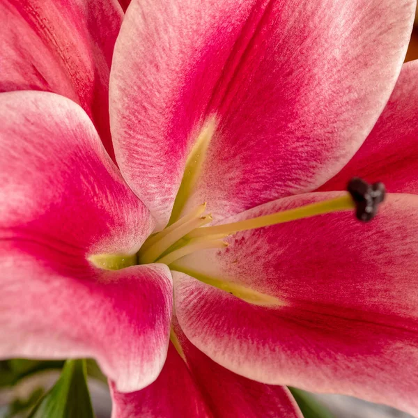 Fiore Lilium Rosa Scuro Vicino Forte Bokeh — Foto Stock