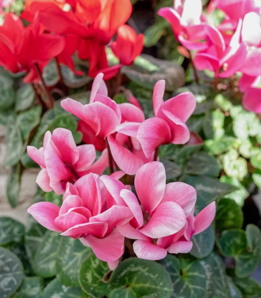 Colorful Cyclamen Flowers Close Garden Blurred Background — 스톡 사진