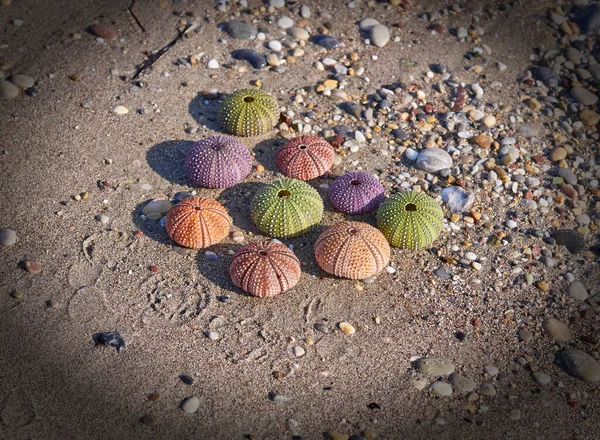 Samling Färgglada Sjöborre Skal Närbild Vid Havet Filtrerad Bild — Stockfoto