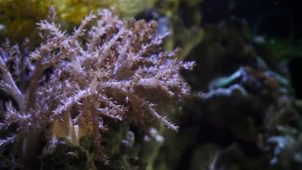 肯尼亚树珊瑚息肉在纳米珊瑚礁海洋水族馆中以强大的水流 健康而活跃的动物移动树枝和触须 — 图库视频影像