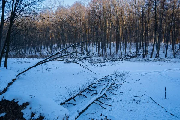 Amanecer Pequeño Lago Invierno Natural Congelado Bosque Cubierto Nieve Pasatiempo —  Fotos de Stock