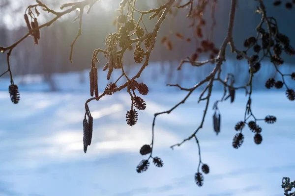 Black Alder Seed Cones Catkins Tree Branch Winter Forest Sun — Stock Photo, Image