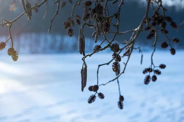 Seed Cones Catkins Black Alder Tree Branch Winter Forest Sun — Stock Photo, Image