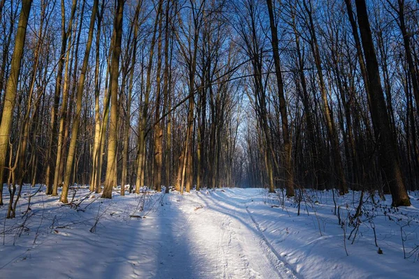 Bosque Invierno Dividido Por Estrecho Camino Tierra Con Nieve Pistas —  Fotos de Stock