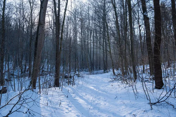 Camino Tierra Estrecho Sinuoso Huellas Animales Nieve Bosque Invierno Amanecer —  Fotos de Stock