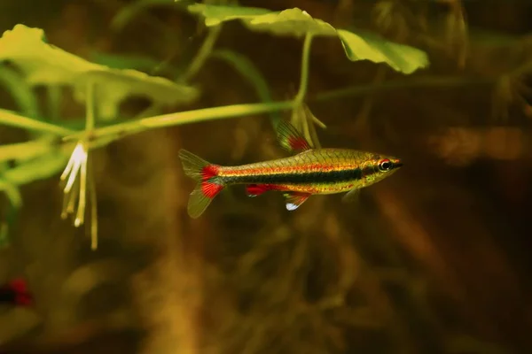 Junge Ausgewachsene Bleistiftfische Schummriges Licht Braunem Tannin Gefärbtem Wasser Zierschwarzwasserfische — Stockfoto