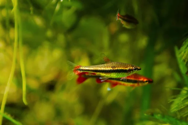 Pair Adult Pencilfish Play Pet Biotope Design Dim Light Brown — Stock Photo, Image