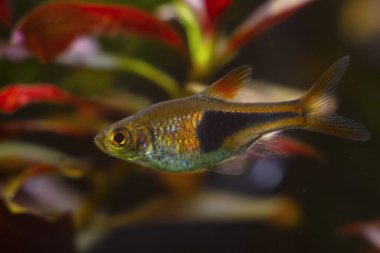 Palyaço Rasbora, doğadaki altın cüce hayvan akvaryum ekti, parlak ışık tasarımı bitkisel arka planda, Malezya 'ya özgü süs balığı