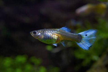 Tatlı su cücesi gökkuşağı balığı guppy türü, neon renkli esaret altındaki yapay türün dişisi, yeni başlayanlar için en iyi balık hayvanı, koyu bulanık arka plan, doğanın dengesi
