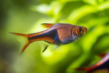 Palyaço Rasbora, doğadaki popüler cüce hayvan akvaryumu, bulanık bitki örtüsüne sahip parlak ışık tasarımı, Malezya 'ya özgü süs balığı.
