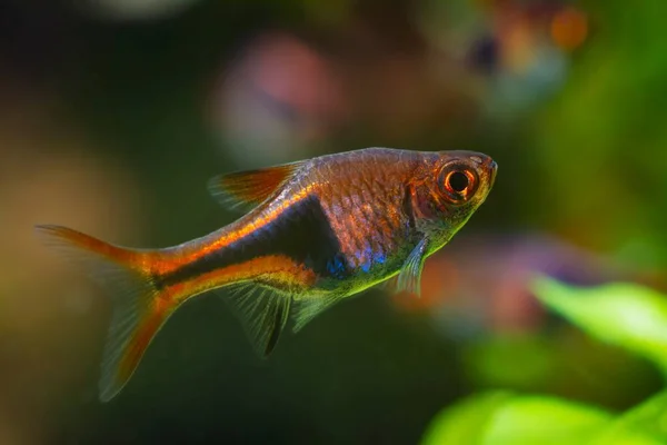 Harlekýn Rasbora Oblíbený Trpasličí Mazlíček Přírodě Zasazený Design Akvárium Matné — Stock fotografie