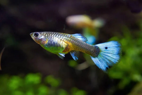 Female Guppy Freshwater Dwarf Rainbow Fish Species Captive Artificial Breed — Zdjęcie stockowe