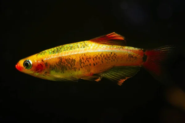 Golden Breed White Cloud Mountain Minnow Healthy Juvenile Dwarf Coldwater — Stock Photo, Image