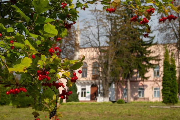 チェルニャチン ウクライナ 2021 高貴なイグナシーWitoslawski宮殿を磨くためにぼやけた西のファサードの入り口 高齢者のバラの茂みや果物を通して午後遅くの景色 観光ツアーのランドマーク — ストック写真