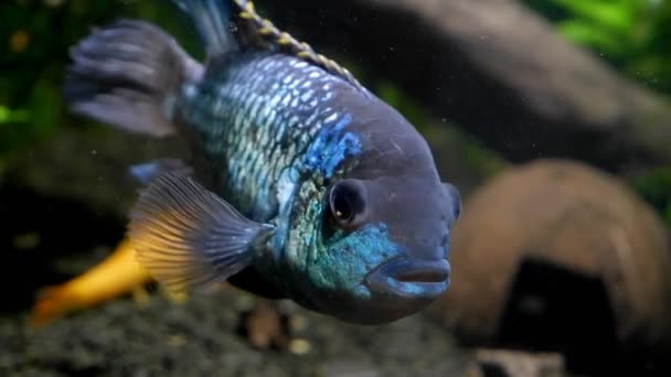 成体的电蓝色头冠雄性主要凝视着相机 淡水鱼 美丽而和平的人工繁殖物种 头像镜头 — 图库视频影像