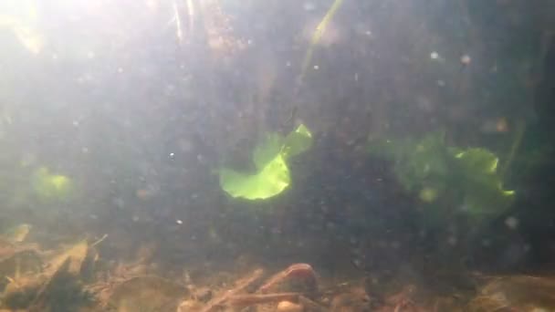 Ondiepe Rivierbodem Met Snelle Stroming Zonnestralen Vuil Water Regenval Rijke — Stockvideo