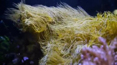 Parazoanthus gracilis kolonisi, sarı kabuklu deniz şakayığı polipleri güçlü su akıntısında hareket eder ve yiyecek için avlanır, aktinik ışıkta popüler evcil hayvan parlar, nano resif deniz ekosistemi akvaryumu