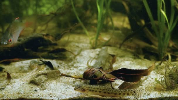 Spinined Loach Adult Move Sand Subject Bottom Front Glass Ενεργητική — Αρχείο Βίντεο