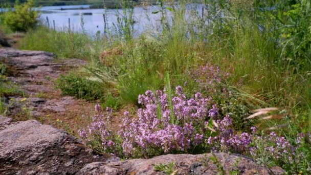 Bush Vild Timjan Blom Njuta Vacker Soluppgång Ett Sommarfält Stenig — Stockvideo