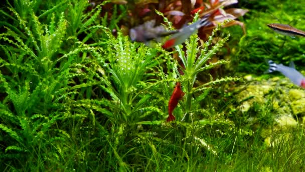 红纳米沙考拉虾仁清叶的Pogostemon 美丽的发草覆盖底部种植水景生态系统 清理船员 和平的鱼在Iwagumi Amano风格的自然水族馆 — 图库视频影像