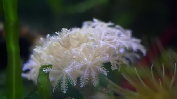 Pulsando Xenia Coral Macio Pequena Colônia Populares Tentáculos Movimento Animais — Vídeo de Stock