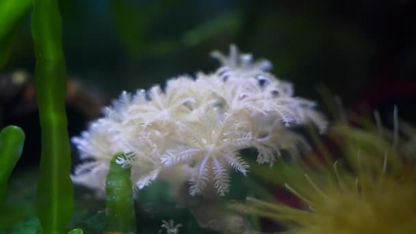 软珊瑚活动触须形成圆形水流并捕食食物 在纳米珊瑚礁海洋水族馆中活动的动物 息肉宏观勘探 田野浅水深 这种活动在初生者中很流行 — 图库视频影像